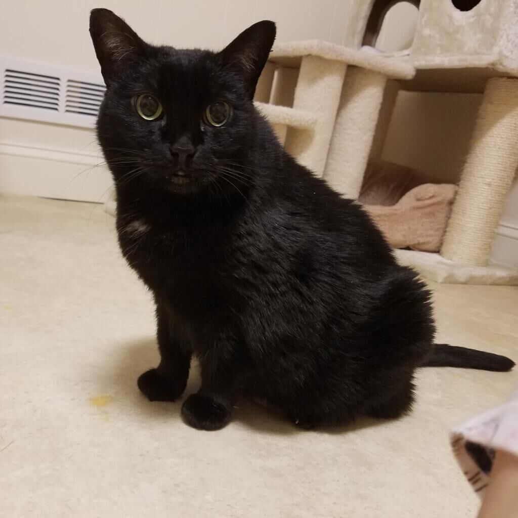 PetConnect Rescue - Ayla.png